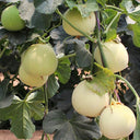 Baisha Honey Melon Seeds, 2g