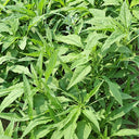 Green Willow Leaf Amaranth Seeds, 10g