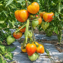 36 Pomaranch Tomato, 5 Seeds