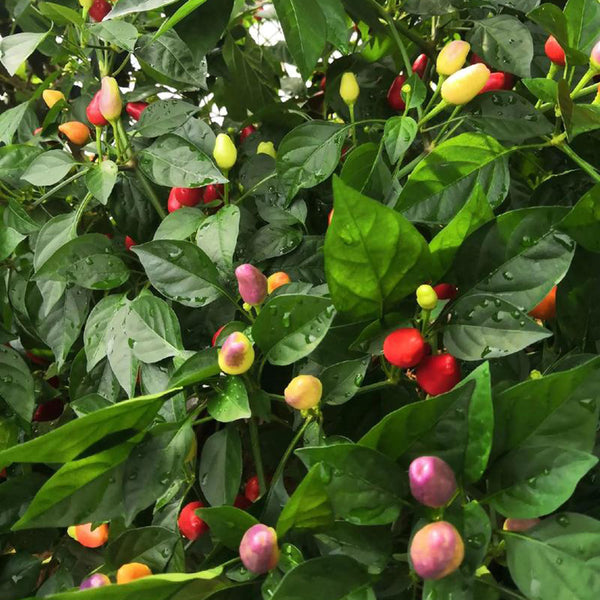 Colorful Bullet Pepper Seeds, 2g