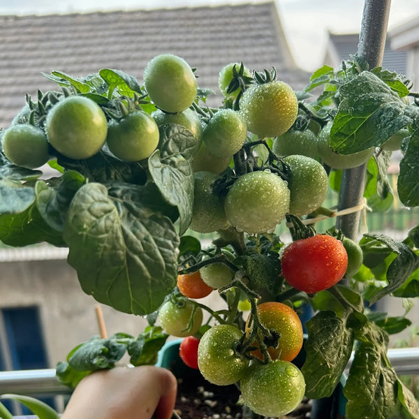 Dwarf Compact Red Cherry Tomato, 100 Seeds