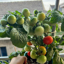 Dwarf Compact Red Cherry Tomato, 100 Seeds