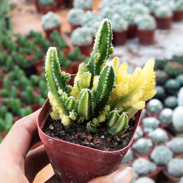 Variegated 'Fairy Castle' Live Cactus, 5-6cm