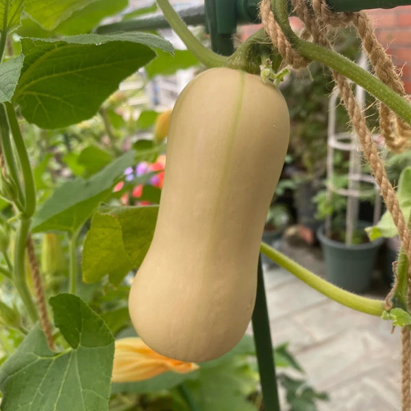 Creamy Pumpkin, 10 Seeds