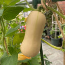 Creamy Pumpkin, 10 Seeds