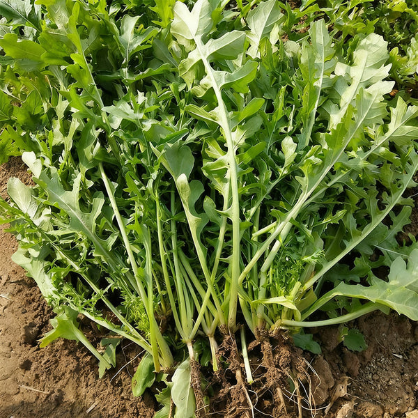 Arugula Seeds, 5g