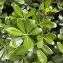 Pittosporum tobira, 100 Seeds