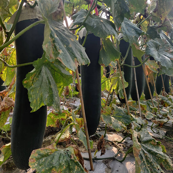 Iron-Heart Black Missile Winter Melon, 50 Seeds