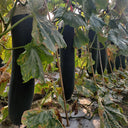 Iron-Heart Black Missile Winter Melon, 50 Seeds