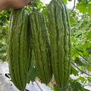 'Xinjinxiu No.12' Bitter Melon, 50 Seeds
