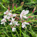 White Gaura Seeds, 100 Seeds