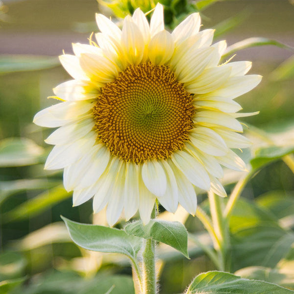 'White Moonlight' Sunflower, 10 Seeds