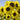 Lemon Yellow Sunflower, 150 Seeds
