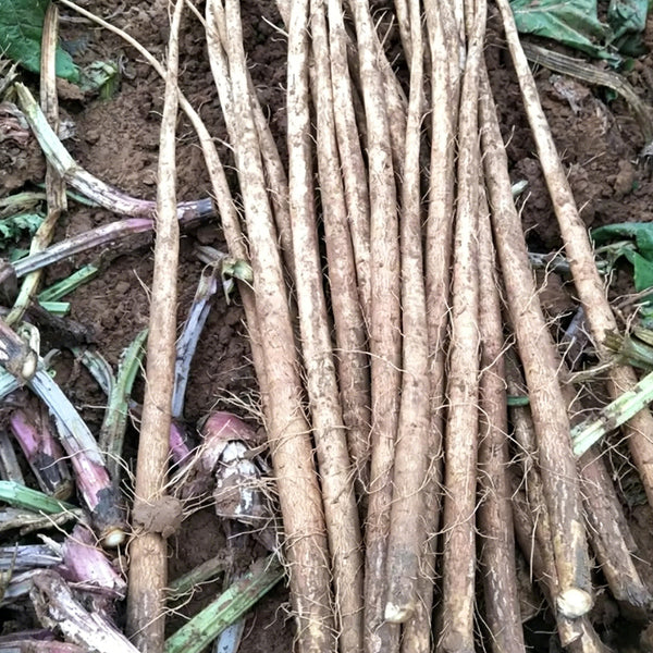 Longzhong Burdock, 200 Seeds