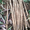 Longzhong Burdock, 200 Seeds