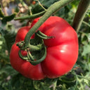 Giant Steak Tomato, 10 Seeds