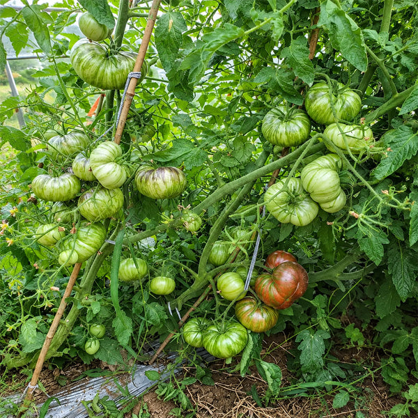 114 Marsha's Starfighter Beefsteak Tomato, 5 Seeds