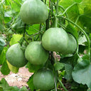 Emerald No.9' Dark Green Sweet Melon Seeds, 50 Seeds