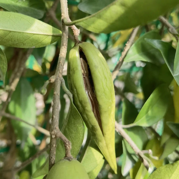 Gurmar, 20 Seeds