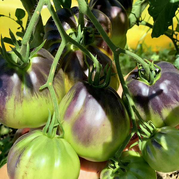 Blue Pear Tomato, 10 Seeds
