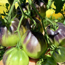 Blue Pear Tomato, 10 Seeds
