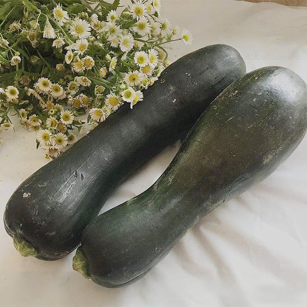 Zhengqing No.1 Black-skinned Pumpkin, 10 Seeds