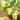 Cream Fruit Sweet Pepper, 50 Seeds