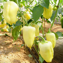 Cream Fruit Sweet Pepper, 50 Seeds