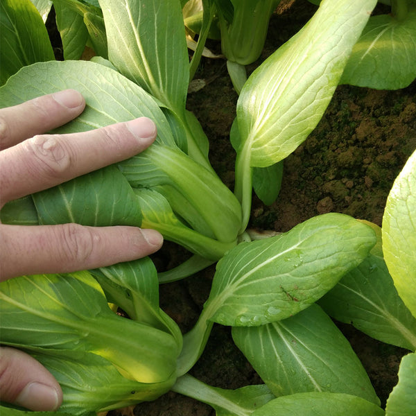 'Hezhiyuan' Shanghai Bok Choy Seeds, 10g