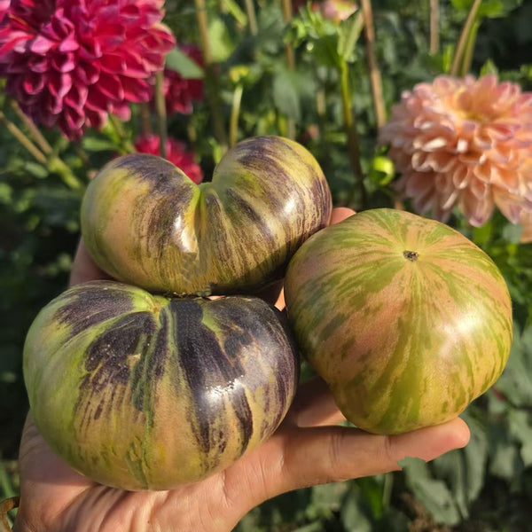 1097 Dwarf Pink Leilei Bella F5 Tomato, 5 Seeds