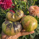 1097 Dwarf Pink Leilei Bella F5 Tomato, 5 Seeds