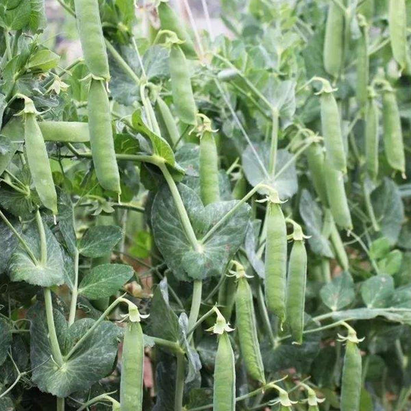 Edible Green Pea Seeds, 5 x 20g Bags