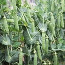 Edible Green Pea Seeds, 5 x 20g Bags