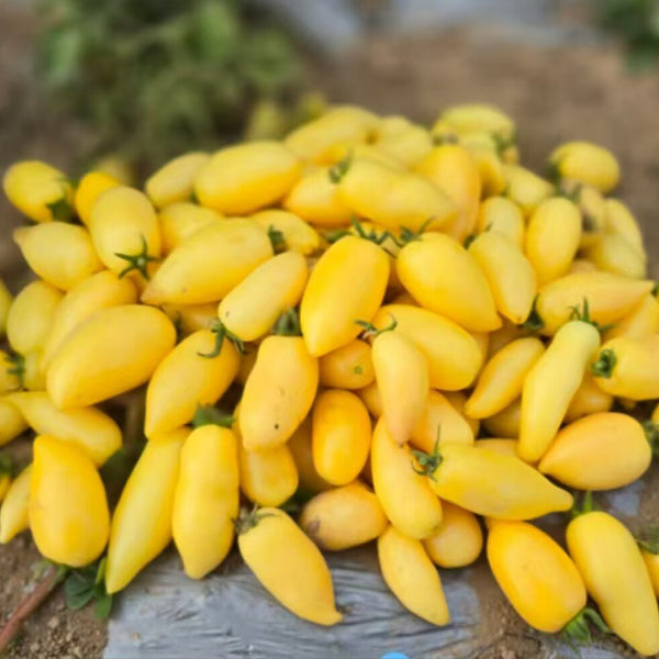 830 Micro Yellow Creamy Tomato, 3 Seeds