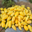 830 Micro Yellow Creamy Tomato, 3 Seeds