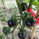 Obsidian Tomato, 20-30 Seeds