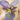'Zitong' Purple Bok Choy Seeds