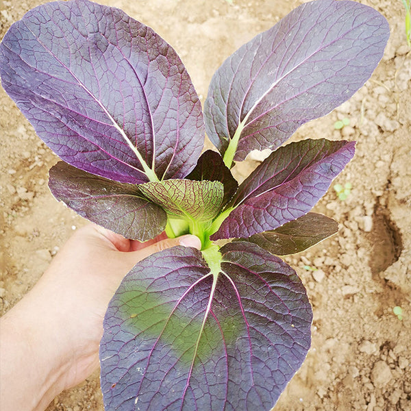 'Zitong' Purple Bok Choy Seeds
