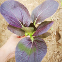 'Zitong' Purple Bok Choy Seeds