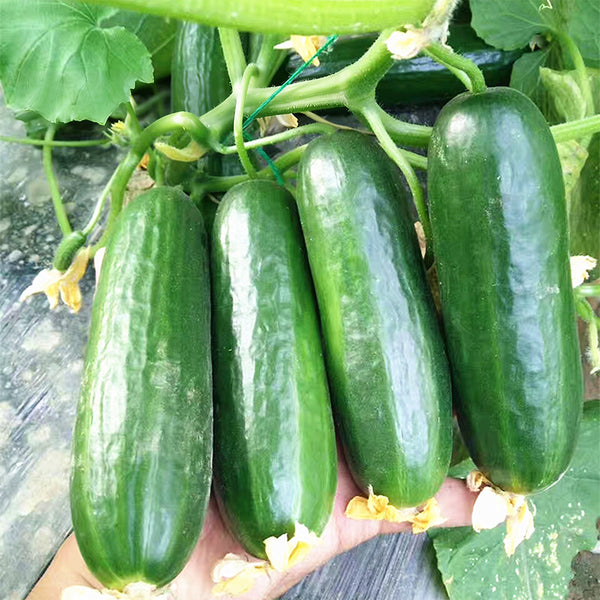 'Hemei 198' Mini Cucumber, 50 Seeds