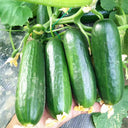 'Hemei 198' Mini Cucumber, 50 Seeds