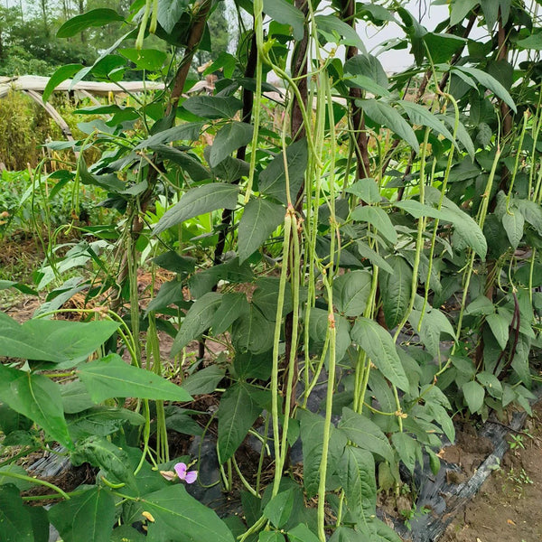 Jiemei Xiabao No. 2 Cowpea Seeds, 20g