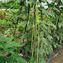 Jiemei Xiabao No. 2 Cowpea Seeds, 20g