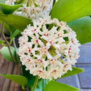 Hoya australis, 5 Cuttings