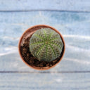 Euphorbia obesa 'Baseball' Live Succulent, 2-3cm