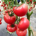 Alas No.9 Hybrid Pink Tomato Seeds, 50 Seeds