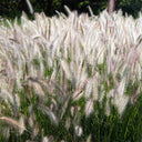 U2222 Purple Fountain Grass, 200 Seeds