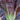 'Creamy Peacock' Lettuce Seeds, 2g