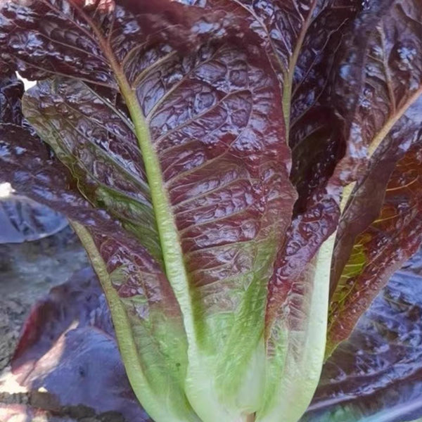 'Creamy Peacock' Lettuce Seeds, 2g