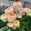 Hezhichun Ranunculus, 30 Seeds